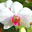 Conservatory of Flowers Orchid Screensaver 1.0 Conservatory of Flowers Orchid Screensaver 1.0 32x32 pixels icon