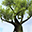 Amazing Tree Free Screensaver 2.0.2 Amazing Tree Free Screensaver 2.0.2 32x32 pixels icon