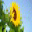 Beautiful Sunflowers Screensaver Icon