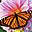 Butterflies of the World Screen Saver and Wallpaper Icon