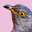 Cuckoo Clock 3D Screensaver 1.1 32x32 pixels icon