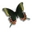 Desktop Butterflies 3D Screensaver Icon