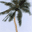 dArt Tropical Islands vol.1 Icon