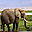 Elephants Free Screensaver Icon