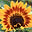 Flowers Screen Saver and Wallpaper 3.3 Flowers Screen Saver and Wallpaper 3.3 32x32 pixels icon