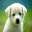 Morpheus Photo Animation Suite 3.17 32x32 pixels icon