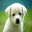 Morpheus Photo Animation Suite 3.17 Morpheus Photo Animation Suite 3.17 32x32 pixels icon