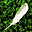 Nice Feathers Free Screensaver Icon