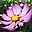 Nice Flowers Free Screensaver Icon