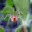 Spider Phobia Screensaver 1 Spider Phobia Screensaver 1 32x32 pixels icon