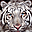 Tigers Free Screensaver Icon