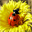Free Ladybug Screensaver 1.0 32x32 pixels icon