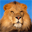 Free Lions Screensaver Icon