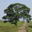 Free Trees Screensaver 1.0 32x32 pixels icon