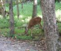 Cades Cove Scenes Screensaver Screenshot 0