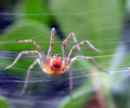 Spider Phobia Screensaver Screenshot 0