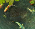 Koi Fish 3D Screensaver Screenshot 0