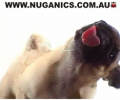 Licking Dog Screen Cleaner Screen Saver Screenshot 0