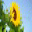 Beautiful Sunflowers Screensaver 1 Beautiful Sunflowers Screensaver 1 32x32 pixels icon