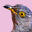 Cuckoo Clock 3D Screensaver 1.1 Cuckoo Clock 3D Screensaver 1.1 32x32 pixels icon