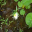 Ravenhurst Sampler 1.0 Ravenhurst Sampler 1.0 32x32 pixels icon